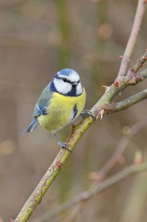 Blue tit (Parus caeruleus), sitting in the bushes of a dog rose (Rosa canina), Wilnsdorf, North