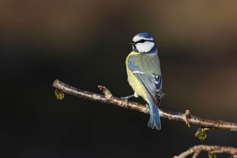 Blue tit (Parus caeruleus), Wilnsdorf, sitting on a branch in a cherry tree, North