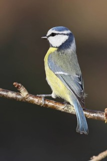 Blue tit (Parus caeruleus), Wilnsdorf, sitting on a branch in a cherry tree, North