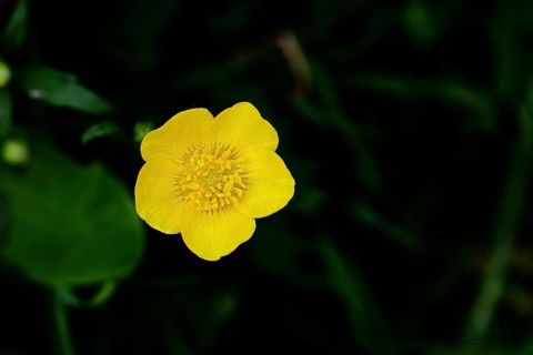 Buttercup, buttercup (Ranunculus acris), yellow flower in a meadow, close-up, Wilnsdorf, North