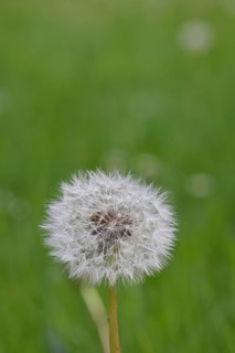 Seed stand, common dandelion (Taraxacum sect. Ruderalia), in a meadow, close-up, Wilnsdorf, North