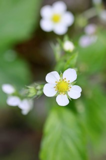 Wild strawberry (Fragaria vesca), in bloom, wild strawberry blossom, close-up, Wilnsdorf, North