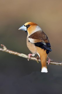 Hawfinch (Coccothraustes coccothraustes), male, sitting on a twig in a cherry tree, wildlife,