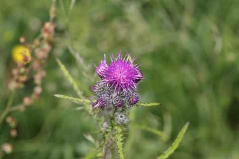 Marsh thistle (Cirsium palustre), flowers, Wilnsdorf, North Rhine-Westphalia, Germany