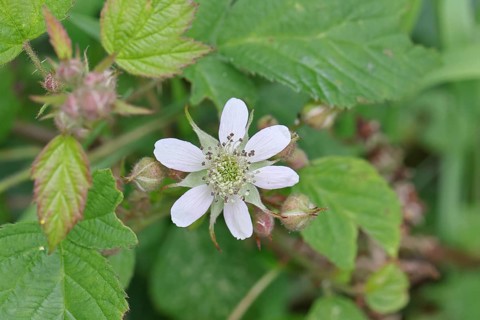Blackberries (Rubus sectio Rubus), blossom on the bush, close-up, Wilnsdorf, North