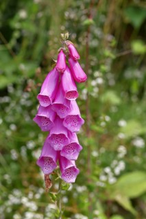 Common foxglove (Digitalis purpurea), flowers, close-up, from the plantain family, highly toxic,