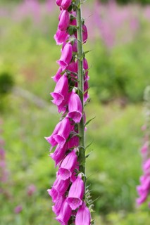 Common foxglove (Digitalis purpurea), flowers, close-up, from the plantain family, highly toxic,