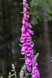 Common foxglove (Digitalis purpurea), flowers, close-up, from the plantain family, highly toxic,