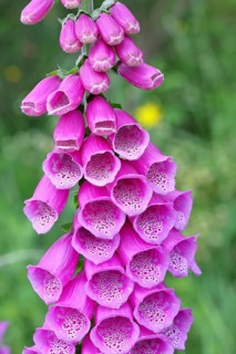 Common foxglove (Digitalis purpurea), flowers, close-up, from the plantain family, highly toxic,