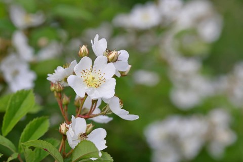 Bibernell rose (Rosa spinosissima L., syn.: Rosa pimpinellifolia L.), also called dune rose, earth