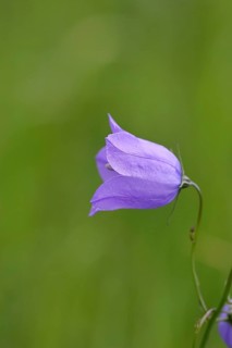 Meadow bellflower (Campanula patula), blue flower, on a rough meadow, Wilnsdorf, North