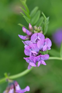 Fence vetch (Vicia sepium), flower, Wilnsdorf, North Rhine. Westphalia, Germany