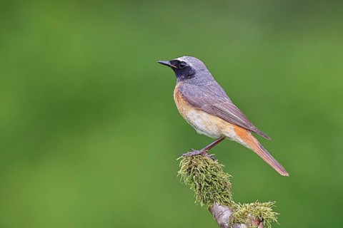 Redstart (Phoenicurus phoenicurus), male on a moss-covered branch, songbird, wildlife, Wilnsdorf,