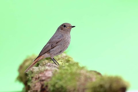 Black redstart (Phoenicurus ochruros), female on a moss-covered tree stump in a garden, Wilnsdorf,