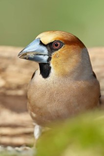 Hawfinch (Coccothraustes coccothrautes), in the forest, animal portrait, Wilnsdorf, North