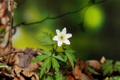 Wood anemone (Anemone nemorosa), flowering in a beech forest, spring, Wilnsdorf, North