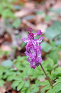 Hollow larkspur (Corydalis cava), inflorescence in a beech forest, Wilnsdorf, North