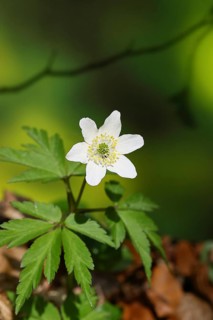 Wood anemone (Anemone nemorosa), flowering in a beech forest, spring, Wilnsdorf, North