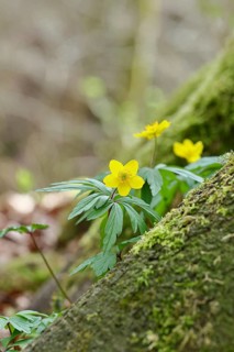 Yellow Anemone, Anemone ranunculoides, Yellow Wood Anemone, Anemone ranunculoides, in a beech