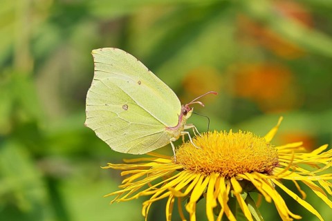 Lemon butterfly (Gonepteryx rhamny) on a yellow flower of a Great Telekie (Telekia speciosa),
