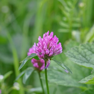 Meadow clover, red clover (Trifolium pratense), flower in a meadow, medicinal herb, Wilnsdorf,