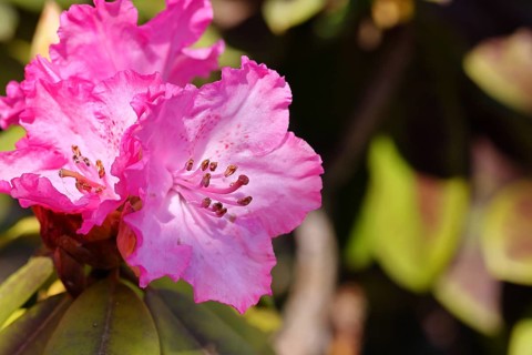 Rhododendron flowers (Rhododendron Homer), purple flowers, in a garden, Wilnsdorf, North