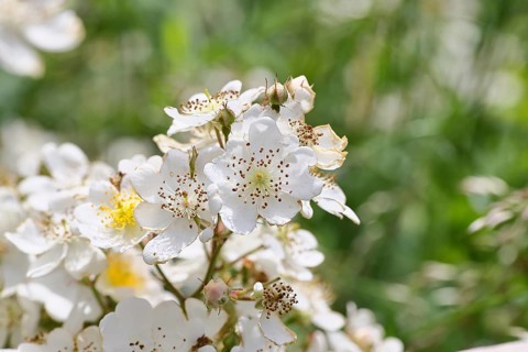 Bibernell rose (Rosa spinosissima L., syn.: Rosa pimpinellifolia L.), also called dune rose, earth