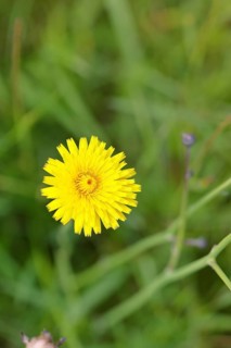 Hieracium lachenalii (Picris hieracioides), hawkweed bitterweed, yellow flower on a rough meadow,