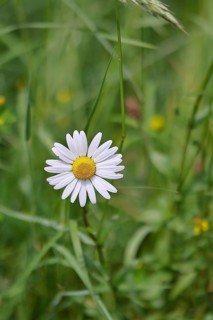 Daisy (Leucanthemum vulgare), flower in a meadow, close-up, macro, Wilnsdorf, North