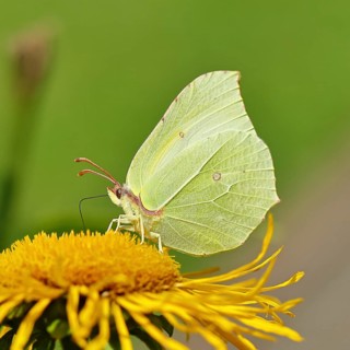 Lemon butterfly (Gonepteryx rhamny) on a yellow flower of a Great Telekie (Telekia speciosa),