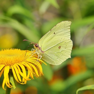 Lemon butterfly (Gonepteryx rhamny) on a yellow flower of a Great Telekie (Telekia speciosa),