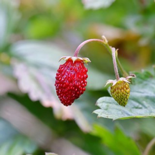 Forest strawberry (Fragaria vesca), ripe fruit, Wilnsdorf, North Rhine-Westphalia, Germany