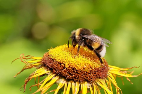 Earth bumblebee (Bombus terrestris), collecting pollen on a yellow flower of a Great Telekie