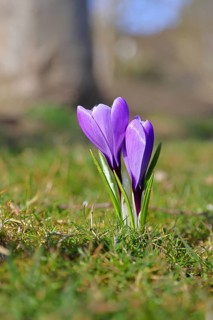 Violet crocus (Crocus neapolitanus), two flowers next to each other, spring, Siegen, North
