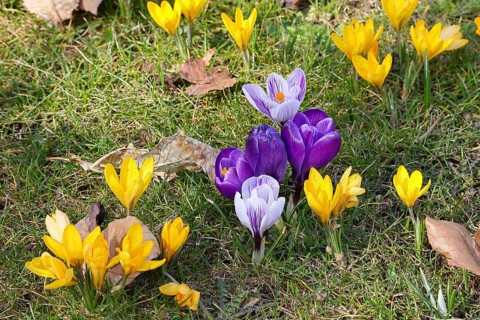 Crocus (Crocus neapolitanus), a meadow full of flowers, spring, Siegen, North Rhine-Westphalia