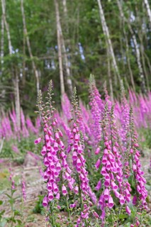 Common foxglove (Digitalis purpurea), flowers at the edge of a forest, from the plantain family,