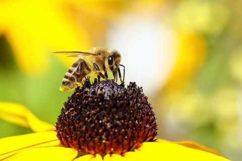 European honey bee (Apis mellifera), collecting nectar from a yellow coneflower (Echinacea