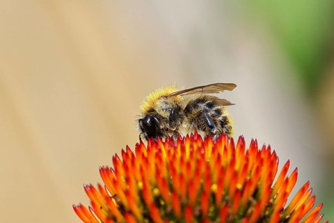 Field bumblebee (Bombus pascuorum), collecting nectar on a purple coneflower (Echinacea purpurea),