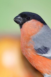 Bullfinch (Pyrrhula pyrrhula), male, animal portrait, Wilnsdorf, North Rhine-Westphalia, Germany