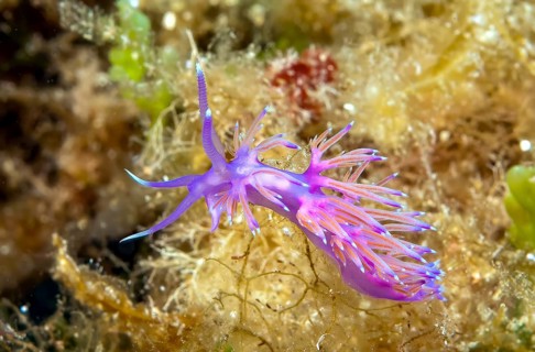 Thread snail (Flabellina affinis) Nudibranch Gill-breather with slightly transparent appendages