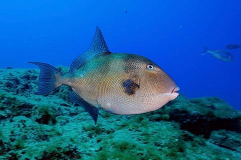 Grey triggerfish (Balistes capriscus), Eastern Atlantic, Canary Islands, Spain