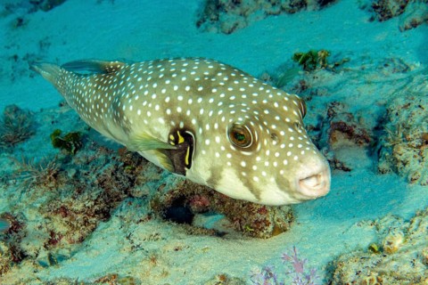White-spotted pufferfish (Arothron hispidus) swimming on the seabed with coral rock, Red Sea,