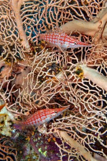 Underwater photo close-up pair of two longnose hawkfish (Oxycirrhites typus) sitting in fan coral