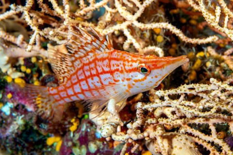 Underwater photo Close-up of longnose hawkfish (Oxycirrhites typus) sitting on stony coral
