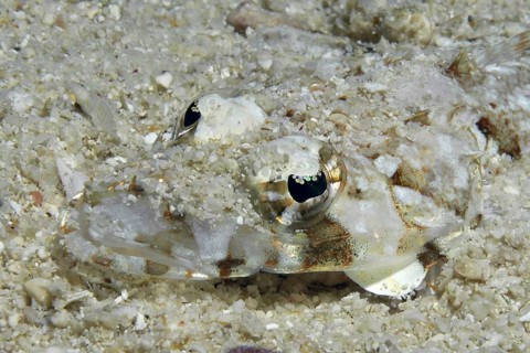 Extreme close-up underwater photo of juvenile brownhead crocodile fish (Cymbacephalus beauforti)