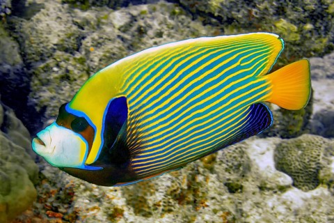 Underwater photo of Emperor Angelfish (Pomacanthus imperator) coral fish, Indian Ocean, Mauritius