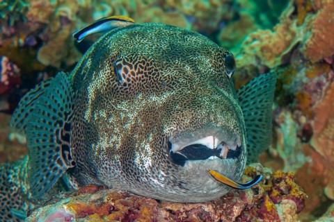 Underwater photo of symbiotic behaviour Symbiosis of giant pufferfish (Arothron stellatus) lying on