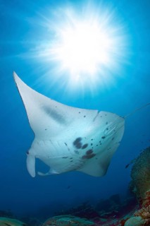 Underwater photo backlit photograph of reef manta ray (Mobula alfredi) living close to shore