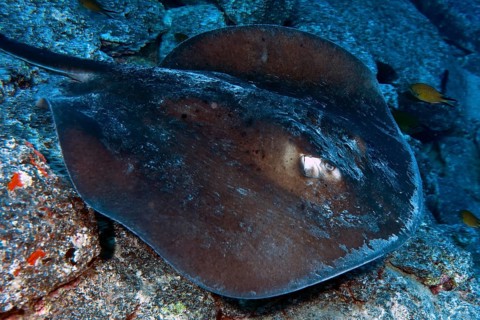 Underwater photo of round stingray (Taeniura grabata) Stingray swimming across seabed past viewer,