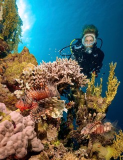 Underwater photo of scuba diver diver swimming on reef wall drop off from tropical coral reef reef